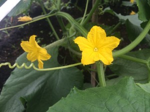 IMG_1054