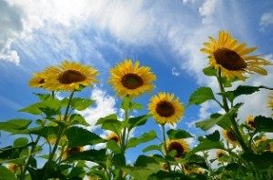 sunflower_4a