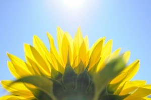 sunflowera
