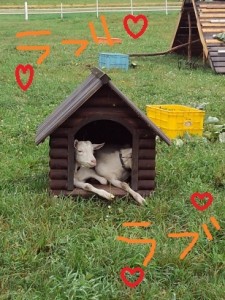やぎ小屋に入る
