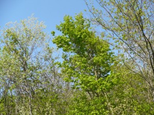P1020035