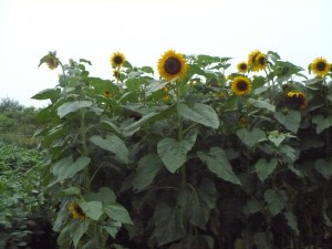 P1020101